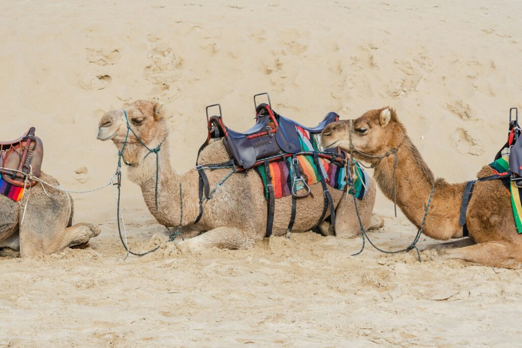 Camels in Camel Ride Abu Dhabi