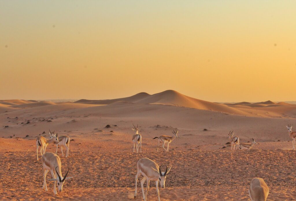 Desert Animals of UAE Deers in Desert Animals of UAE