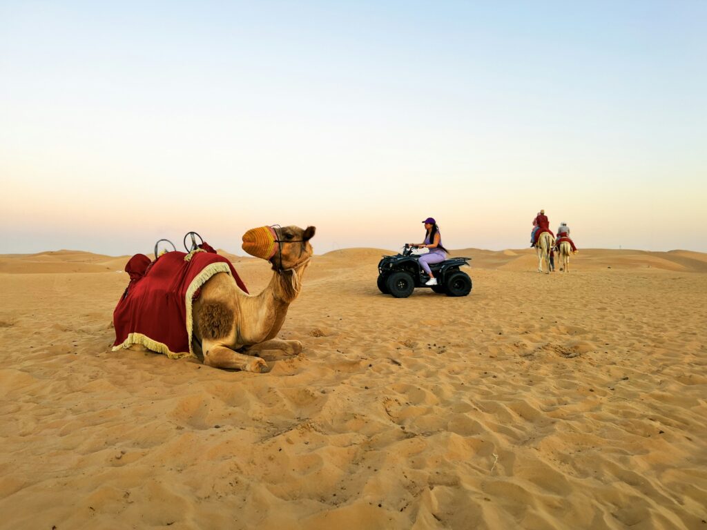 BBQ Dinner Desert Dubai A camel in BBQ Dinner Desert Dubai