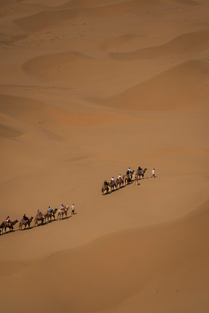 Camels in Desert Safari Dubai