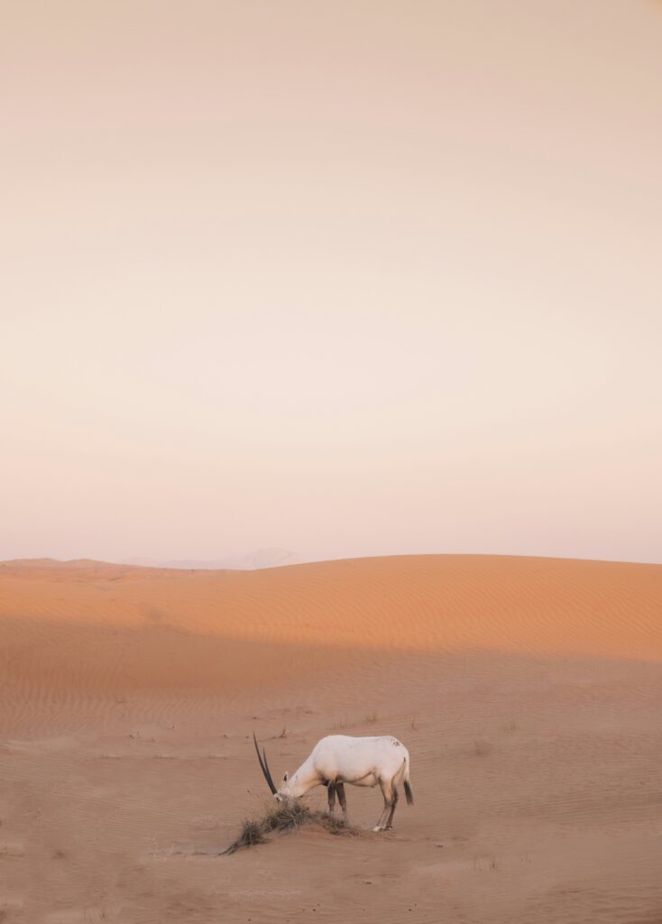 Desert Animals of UAE Deer in Desert Animals of UAE