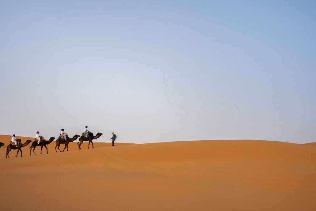 Desert Animals of UAE Camels in Desert Animals of UAE