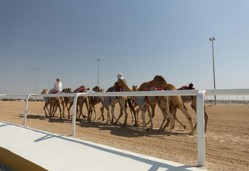 Camel Ride Abu Dhabi Camel Riding Camel Ride Abu Dhabi