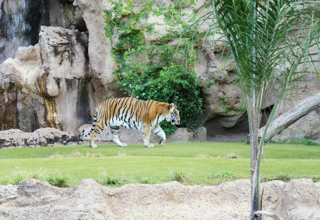 Dubai Parks A Tiger walking in Dubai Parks