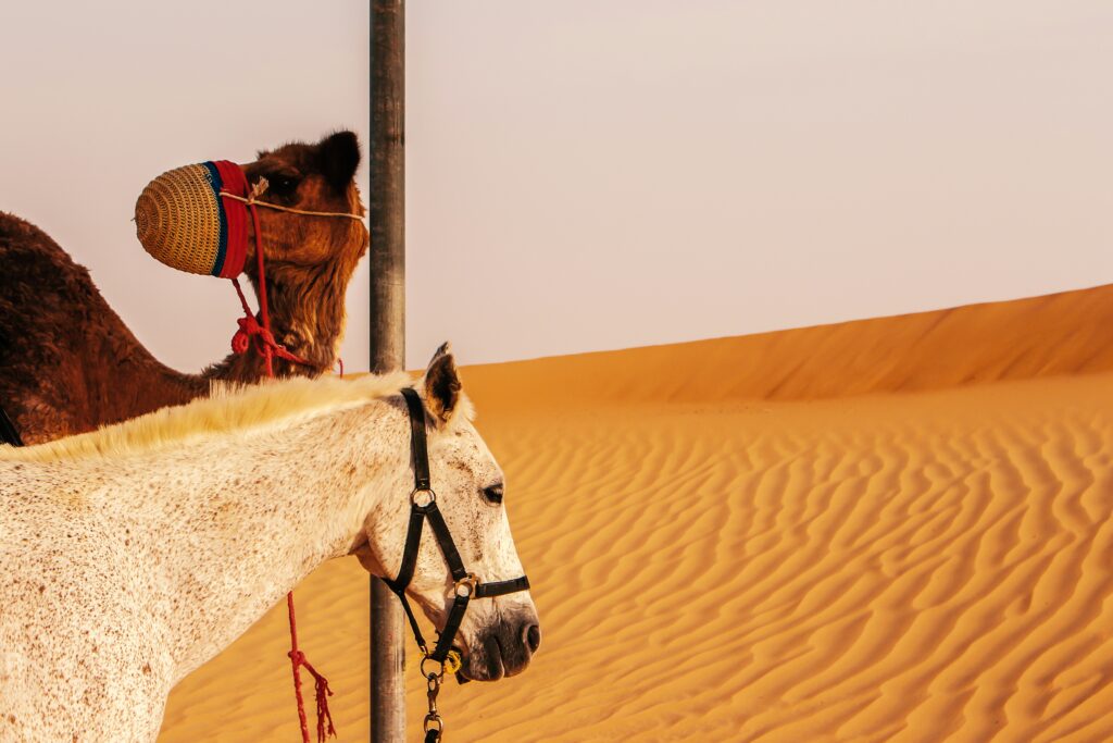 Dubai Ticket Packages Donkey in Desert Dubai Ticket Packages