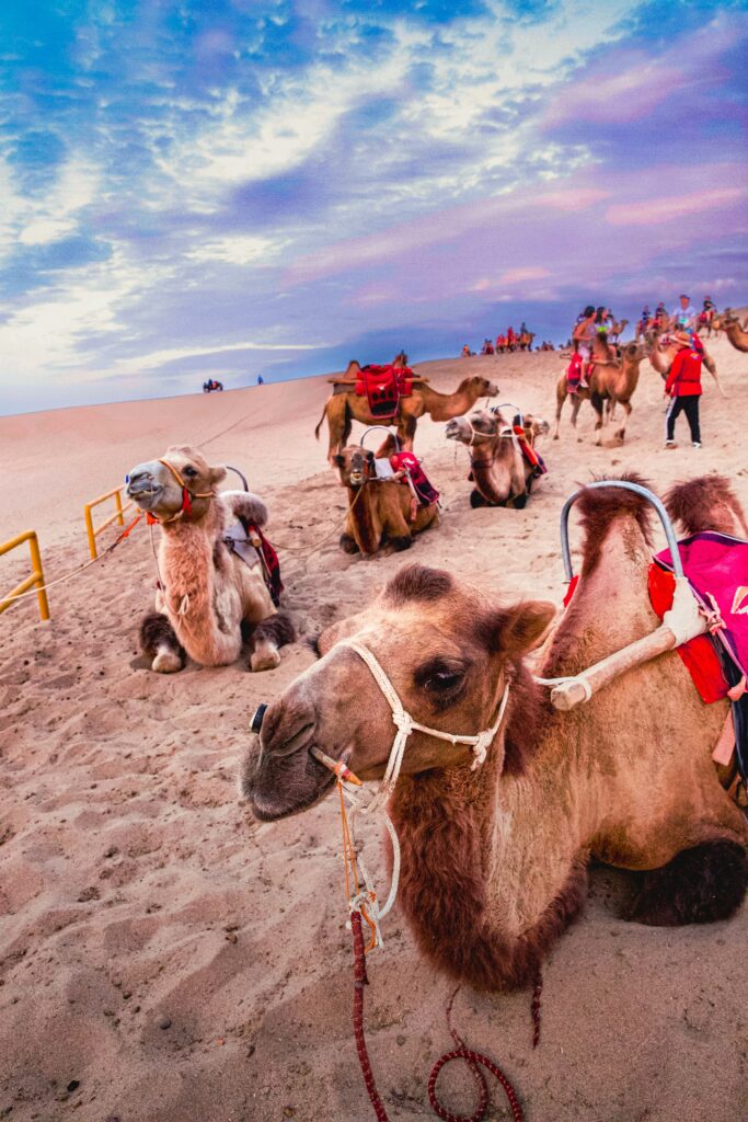 Dubai Day Tours Camels with Sadels in Dubai Day Tours