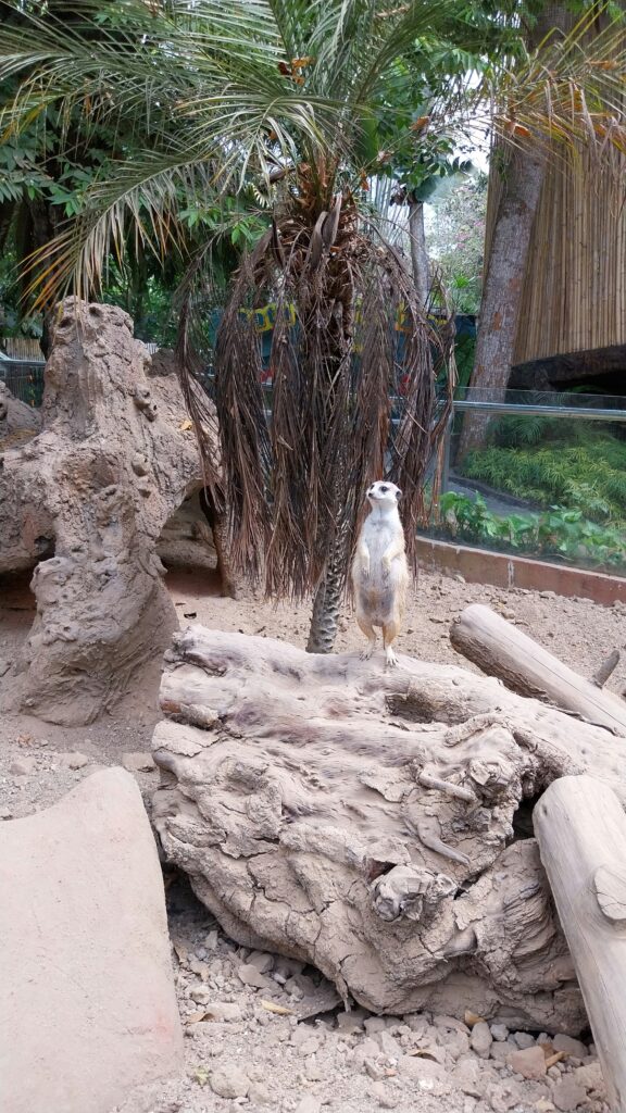 A White Meerkat in Dubai Jumeirah Zoo