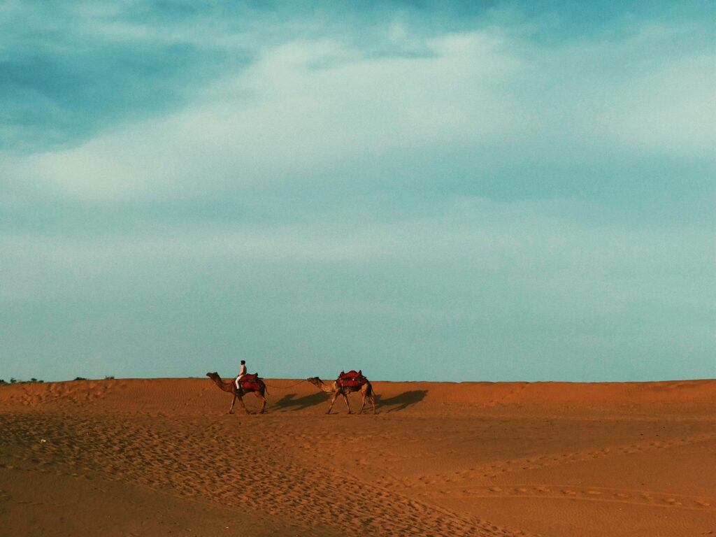 Dubai Safari Park Promo Codes Camels in Desert in Dubai Safari Park Promo Codes