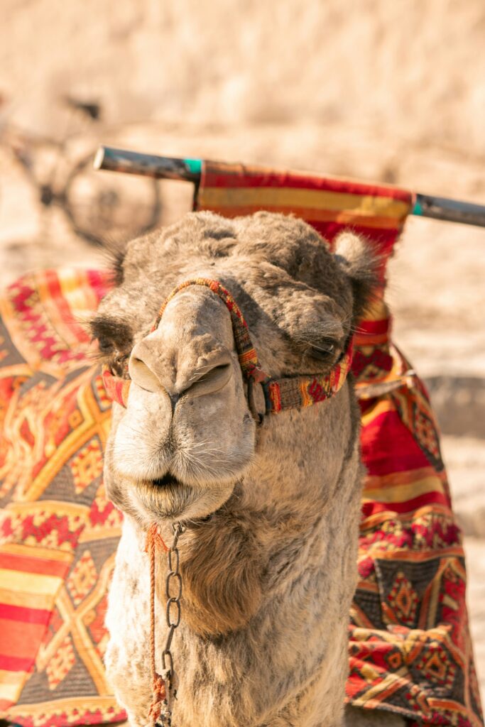 Dubai Day Tours Camel with Sadel in Dubai Day Tours