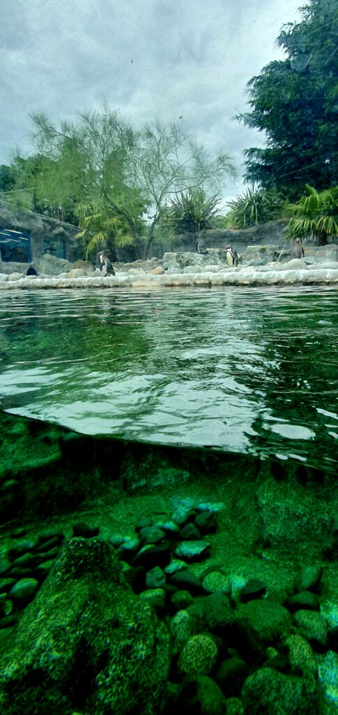 Dubai Jumeirah Zoo: Wildlife Meets Desert Adventure