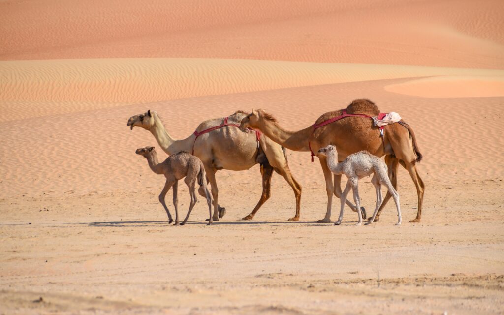 Best Dubai Ticket Offers Camels in Desert in Best Dubai Ticket Offers