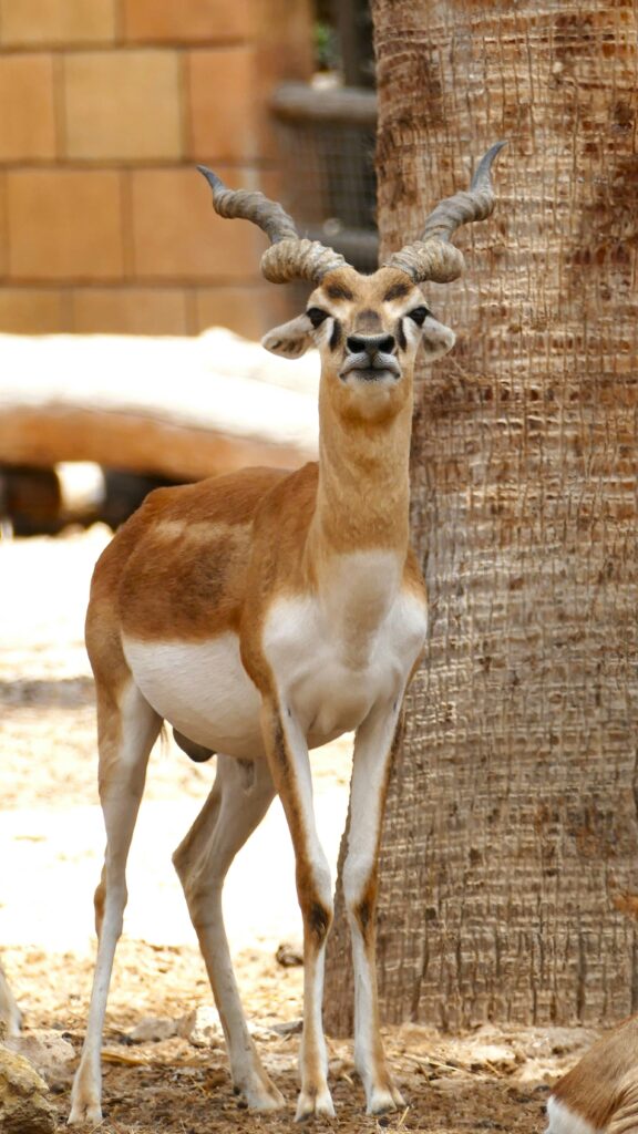 A Deer in Dubai Jumeirah Zoo