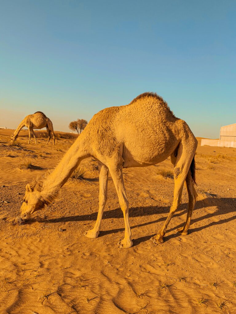 Dubai City Tours and Desert Safaris Camels Dubai City Tours and Desert Safaris