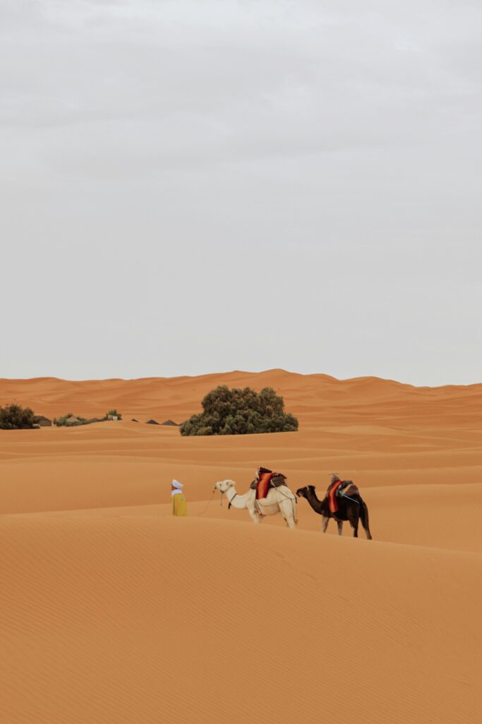 Dubai Day Tours Camels in Desert Dubai Day Tours