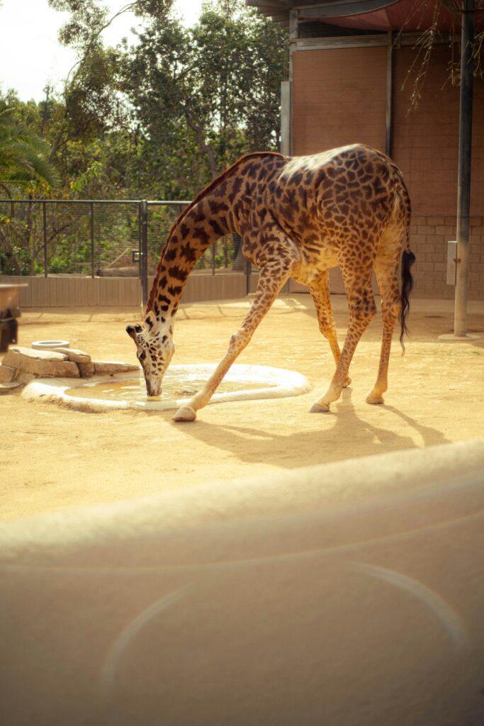 A Giraffe Drinking Water in Dubai Jumeirah Zoo