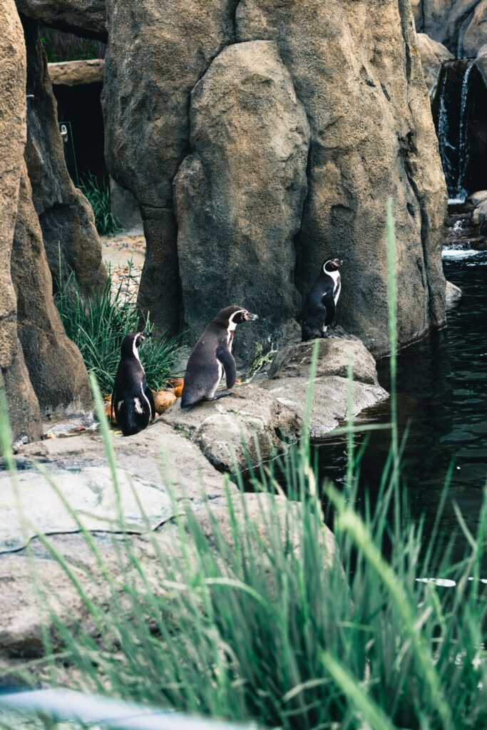 penguins Standing in Open Zoo in Dubai