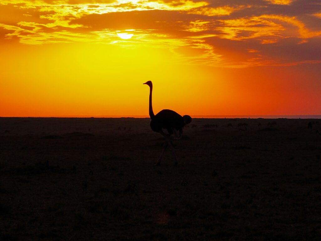 Morning Desert Safari Dubai Hostrige in Desert Morning Desert Safari Dubai
