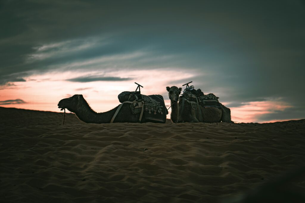A Camel in desert in Evening Desert Safari Dubai