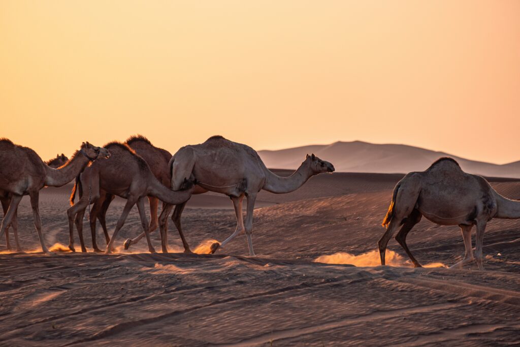 Evening Desert Safari Dubai Camels in Desert in Evening Desert Safari Dubai