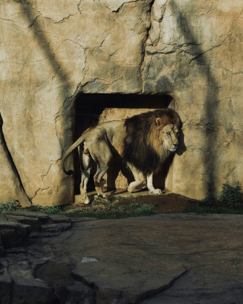 A Lion Standing in Open Zoo in Dubai