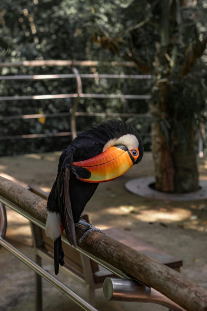 A White and Black Bird in Open Zoo in Dubai