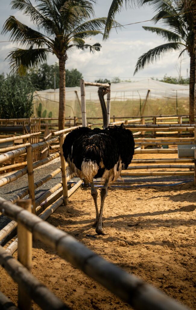 A Hostrige Standing in Open Zoo in Dubai