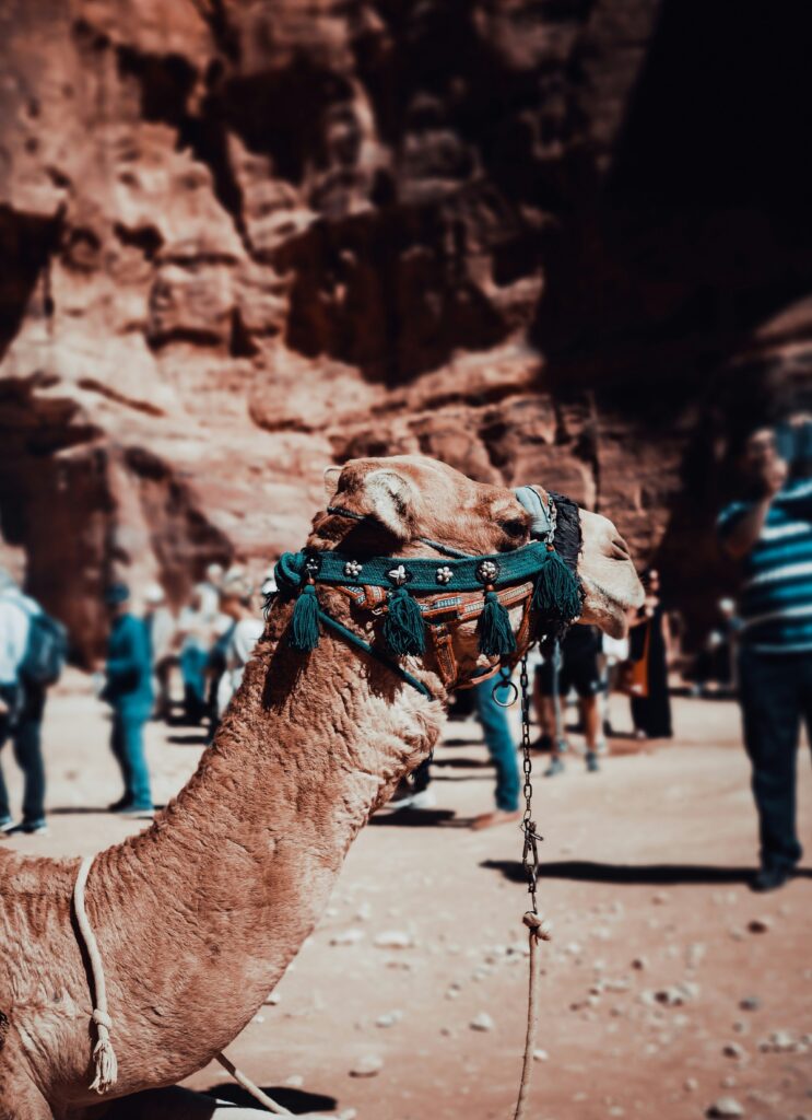 dominik-hofbauer-nKav_re96FA-unsplash A Camel Sit for tourists Petting Zoo Dubai