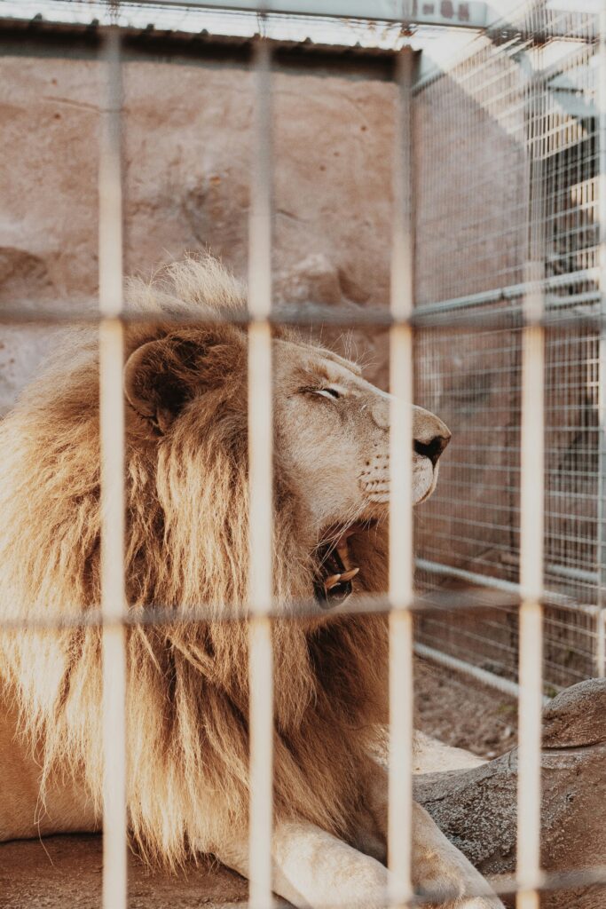 A Lion Sitting in Zoon Petting Zoo Dubai