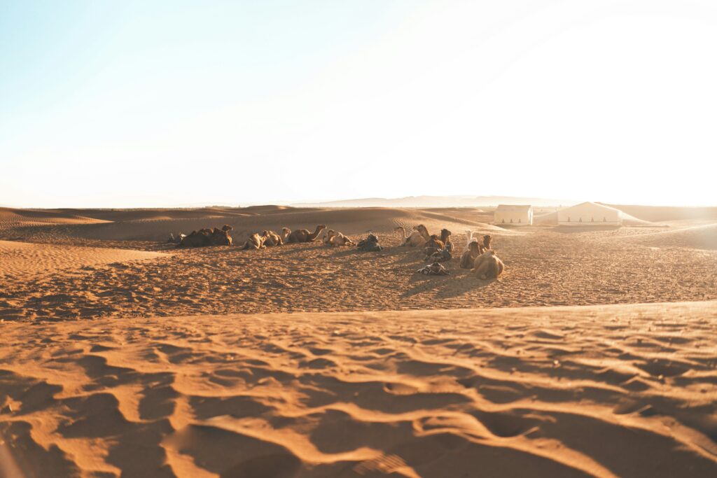 Platinum Heritage Desert Safari Dubai Group of Camels Sitting in Platinum Heritage Desert Safari Dubai