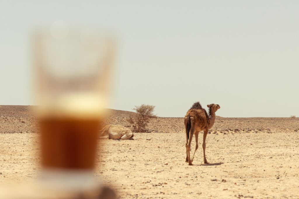 Beer in Glass and Camel in Background Safari Dubai Timings