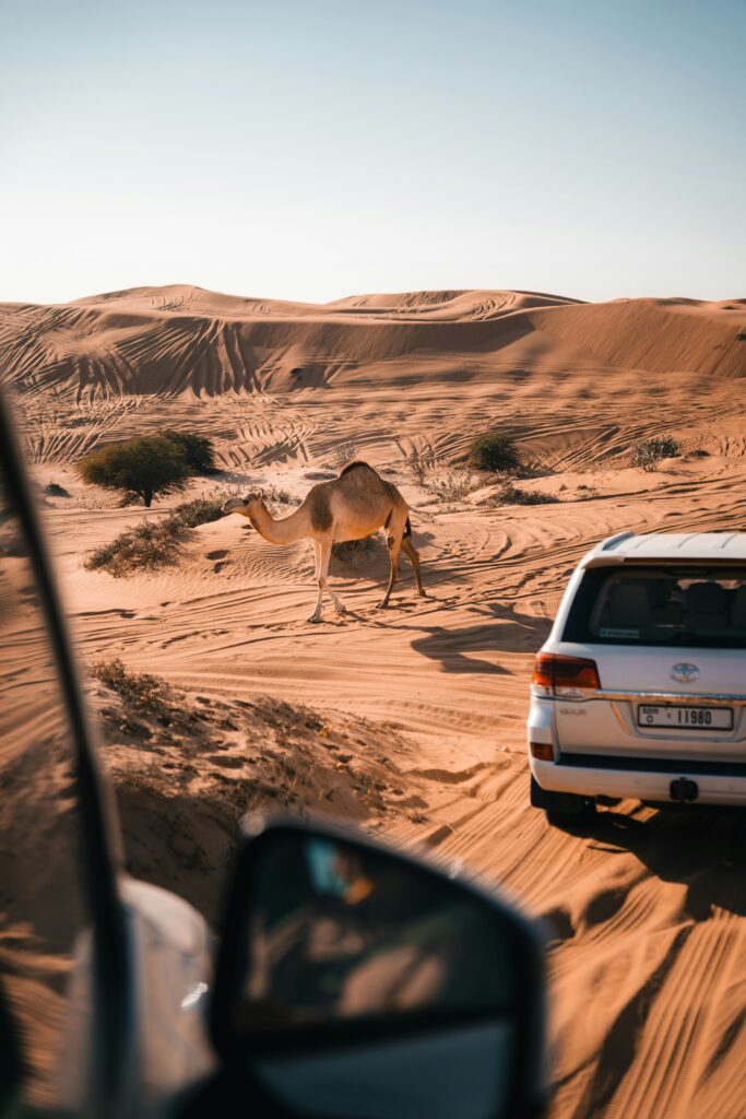 Safari Dubai Timings: Your Complete Guide to Desert Adventure Hours