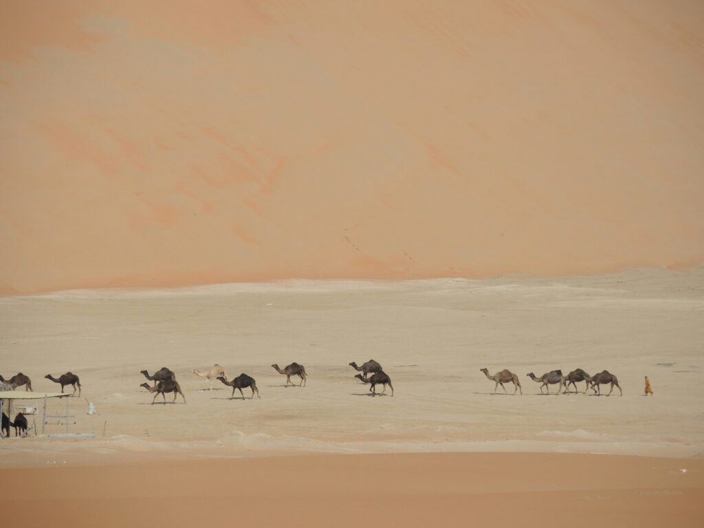 A Grup of Camels Walking in Desert Red Dune Safari Dubai