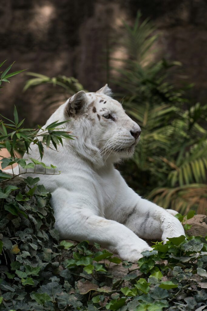 Petting Zoo Dubai A White Lion Sitting On Leafs Petting Zoo Dubai