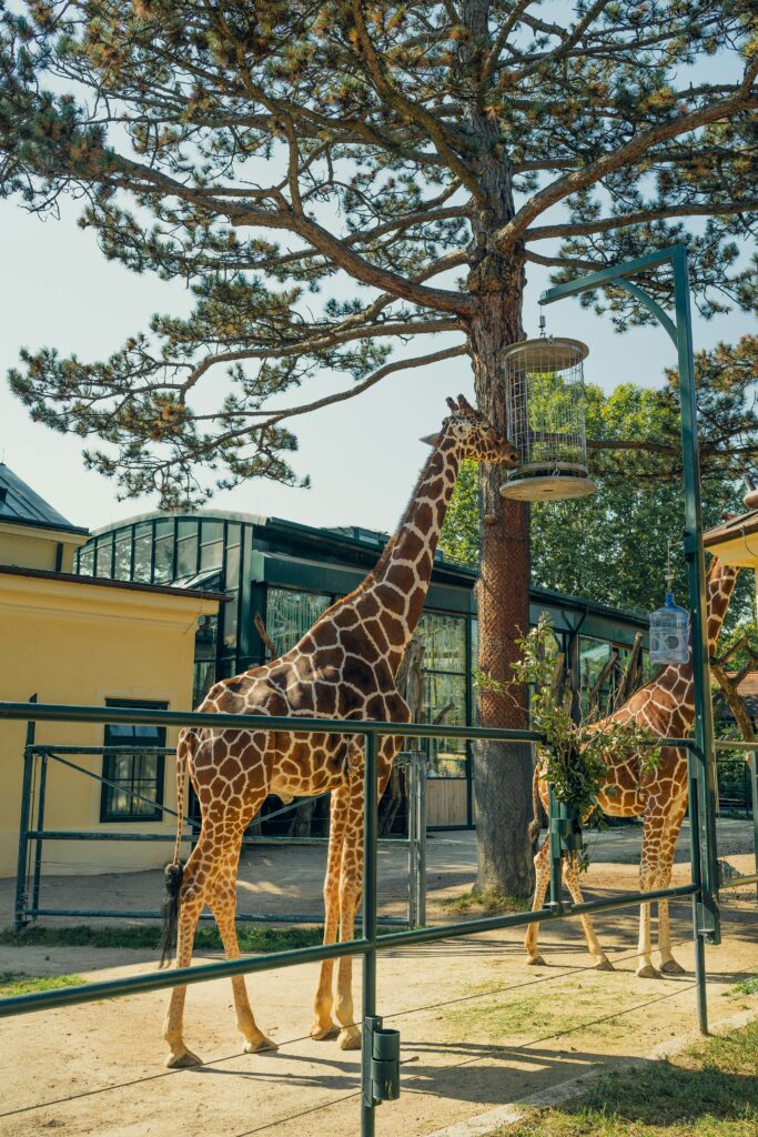 A Couple of Jiraph Standing in Zoo Parks in UAE