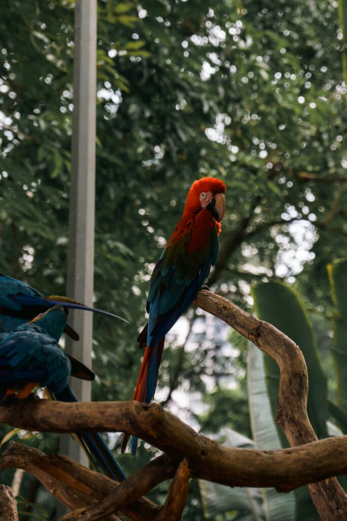 A Couple of Parrot Standing on Tree Branch Zoo Parks in UAE