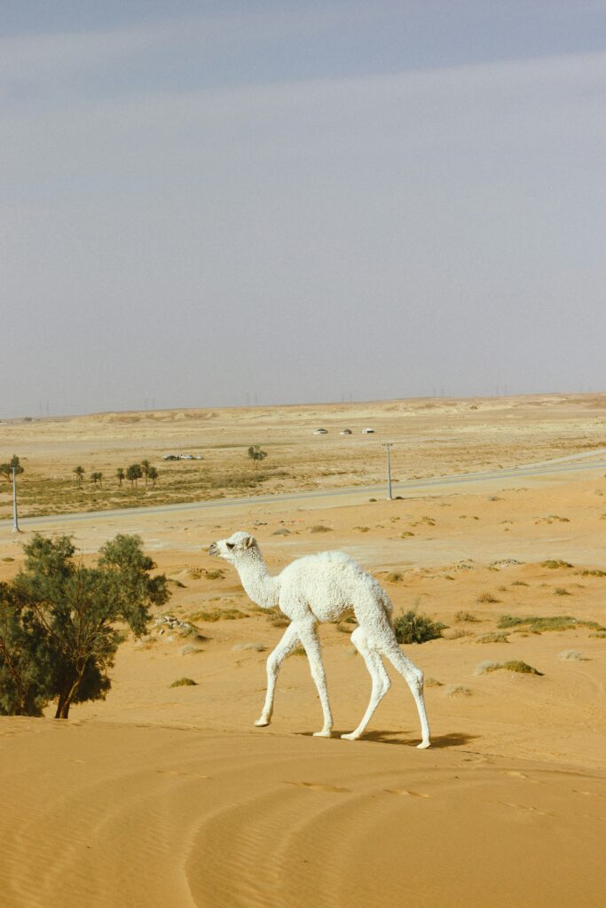 A White Camel Walking in Desert Safari Sharjah 