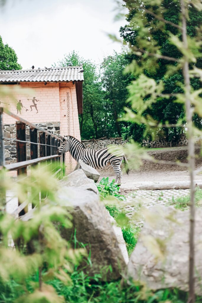 A Zebra Standing in Zoo Parks in UAE